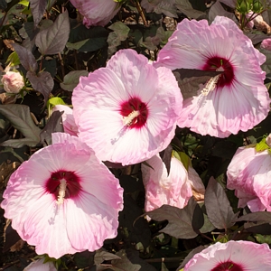 Head Over Heels Blush Hibiscus Plant